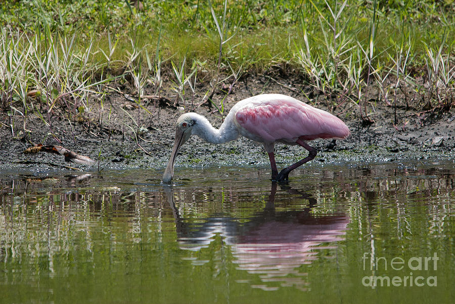 Roseate Spoonbill Reflection No.2 Photograph by John Greco