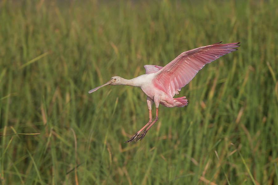 Roseate Spoonbill Photograph by Ronnie Maum