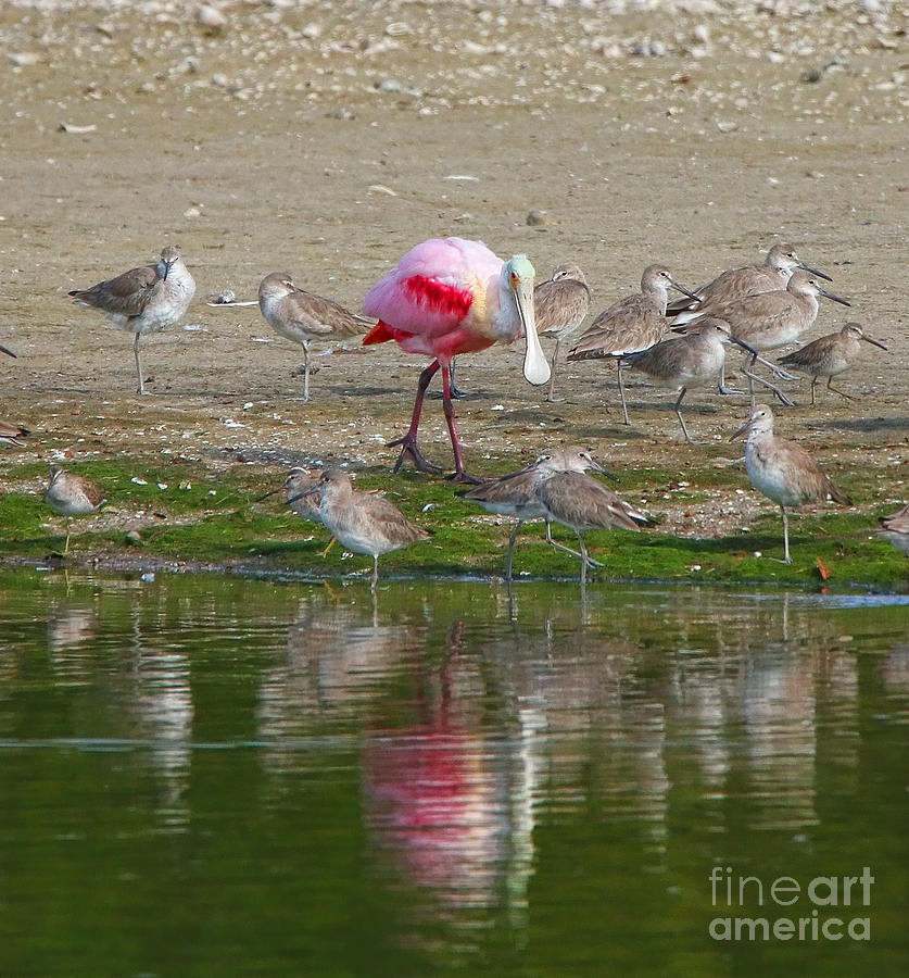 Roseate Spoonbill Standing Out In A Crowd  0959 Photograph