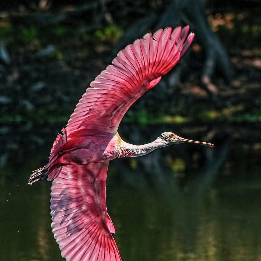 Roseate Spoonbill Photograph by Steven Sparks
