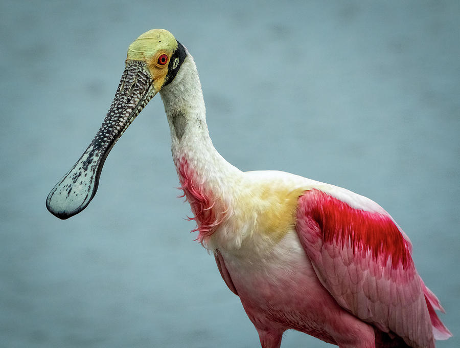 Roseate Spoonbill  Photograph by Steven Upton