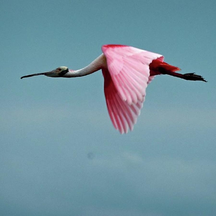 Nature Photograph - Roseate Spoonbill Flying #1 by Marvin Reinhart
