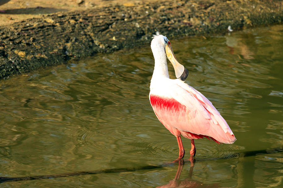 Roseate Spoonbill Photograph by Travis Rogers