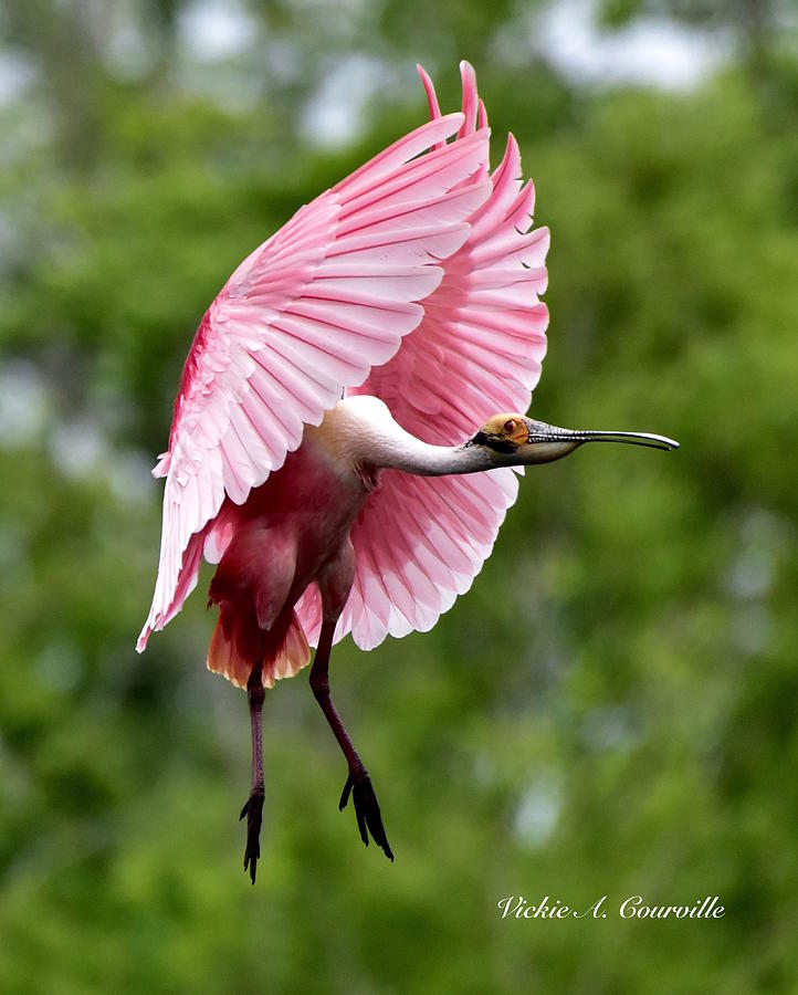 Roseate Spoonbill Digital Art by Vickie Courville | Fine Art America