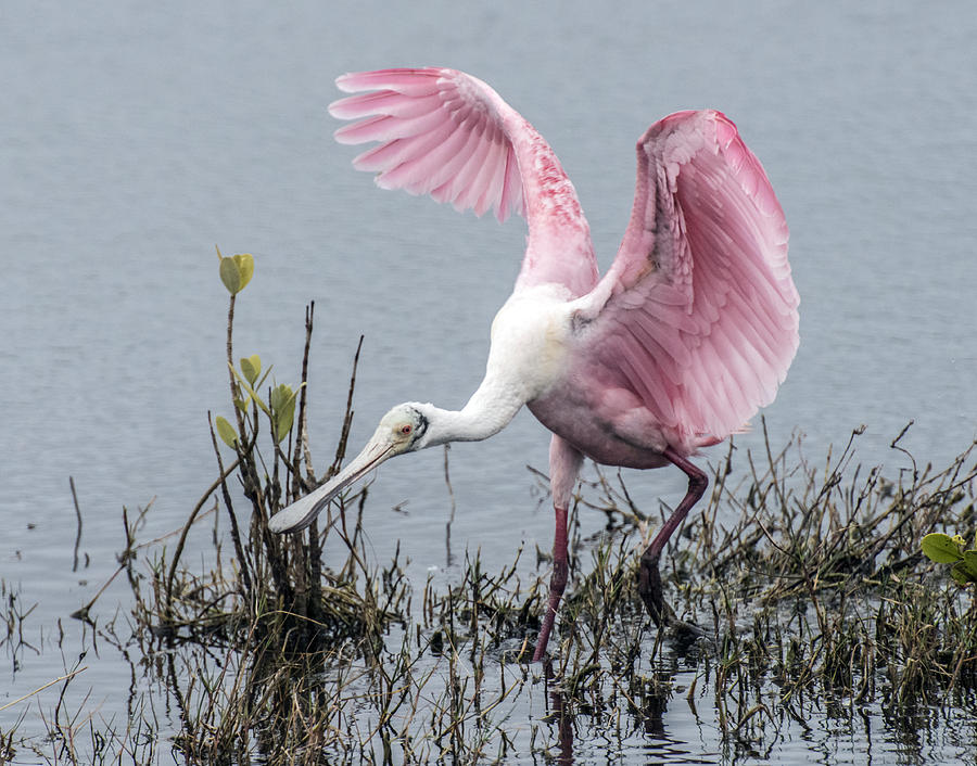 Roseate Spoonbill Wings Up Photograph by William Bitman
