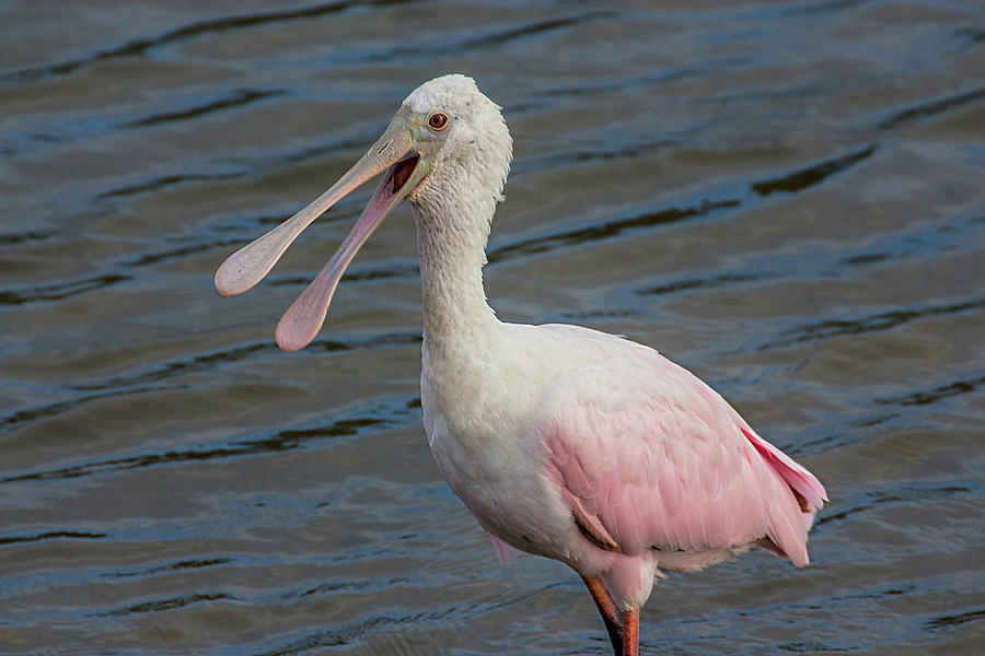 Roseate Spoonbill with Something to Say Photograph by Richard Goldman
