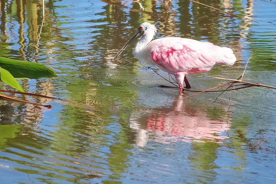 Roseate Spoonbill Young Adult Photograph by Barbara Chichester