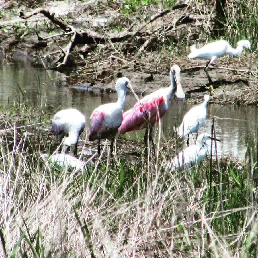 Nature Photograph - Roseate Spoonbills & Egrets #instaphoto by Greg Royce