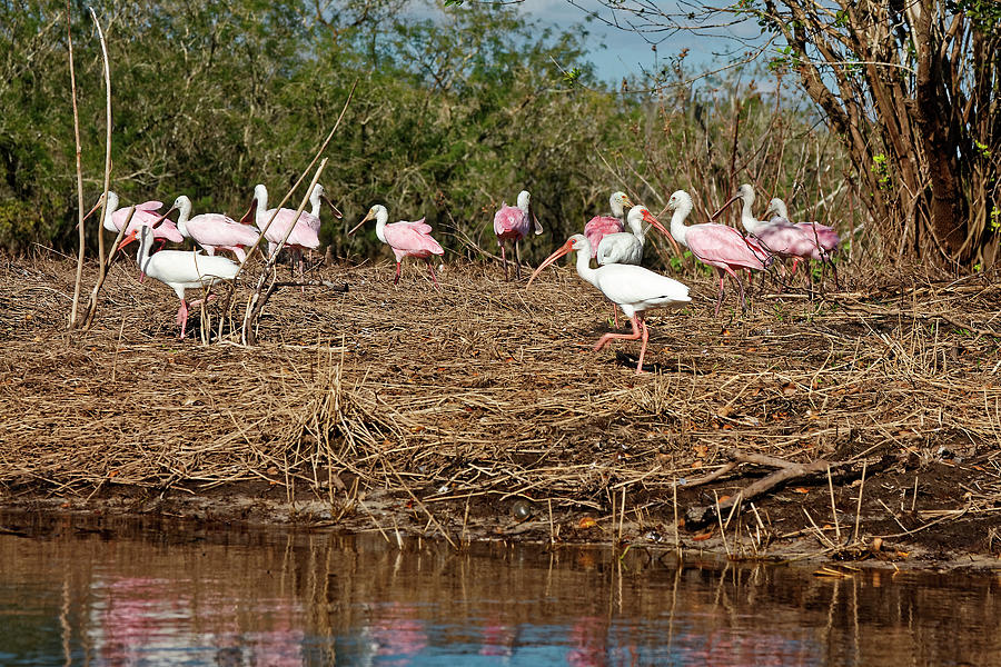 Roseate Spoonbills and Ibis Photograph by Sally Weigand