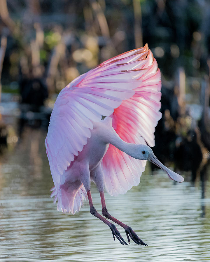 Birdwatching Photograph - Roseate Spoonbills are back by Don Miller Birdwatching Photograph - Roseate Spoonbills are back by Don Miller
