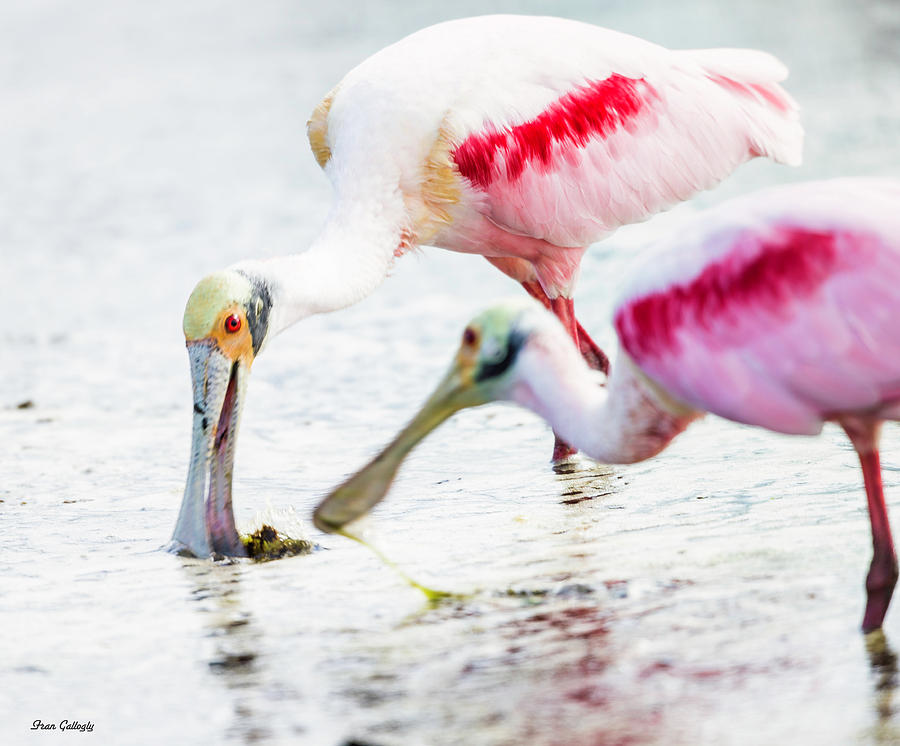 Roseate Spoonbills Photograph by Fran Gallogly