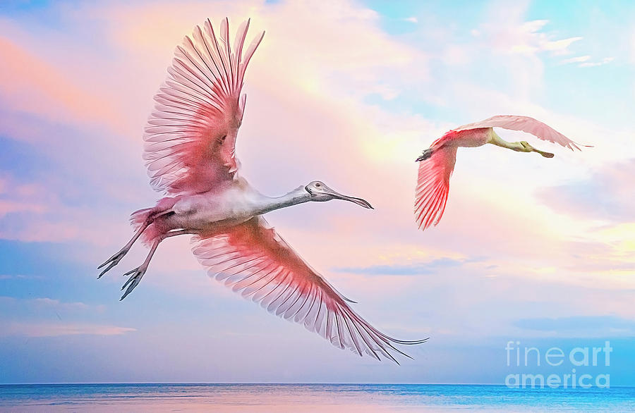 Roseate Spoonbills in flight. Photograph by Brian Tarr