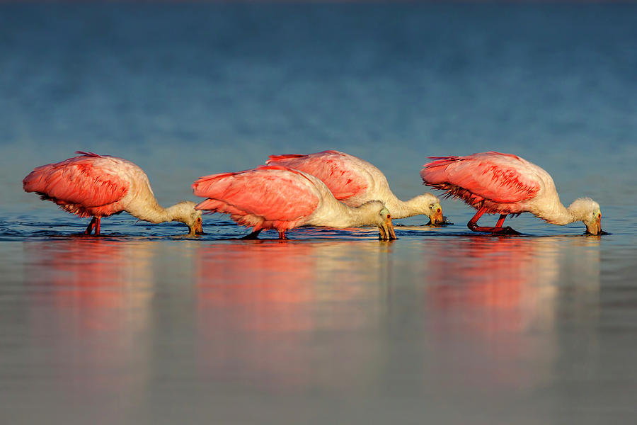 roseate spoonbills by Pablo Rodriguez Merkel roseate spoonbills by Pablo Rodriguez Merkel
