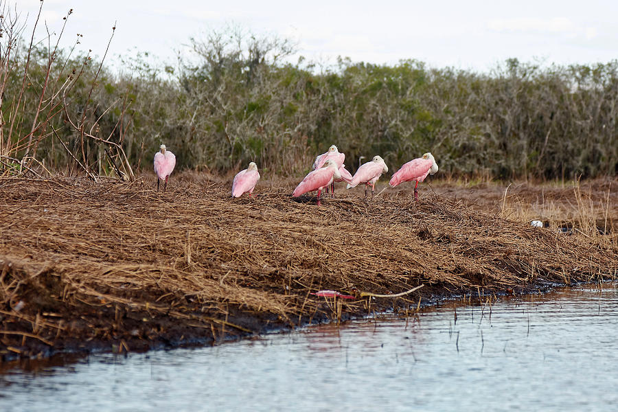 Roseate Spoonbills Resting Photograph by Sally Weigand