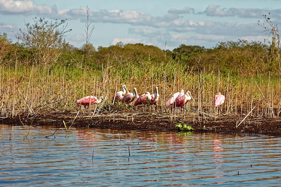 Roseate Spoonbills Scene Photograph by Sally Weigand
