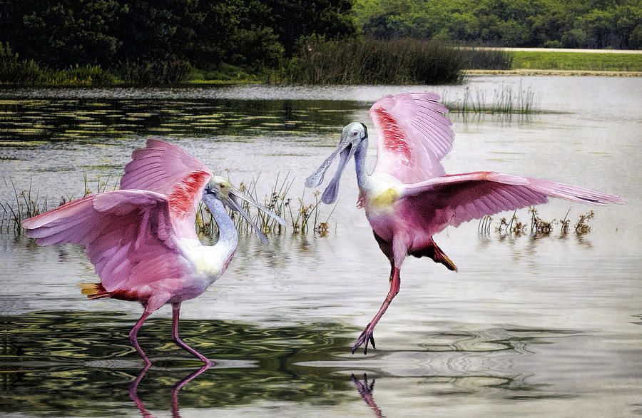 Roseate Spoonbills sparring. Photograph by Brian Tarr