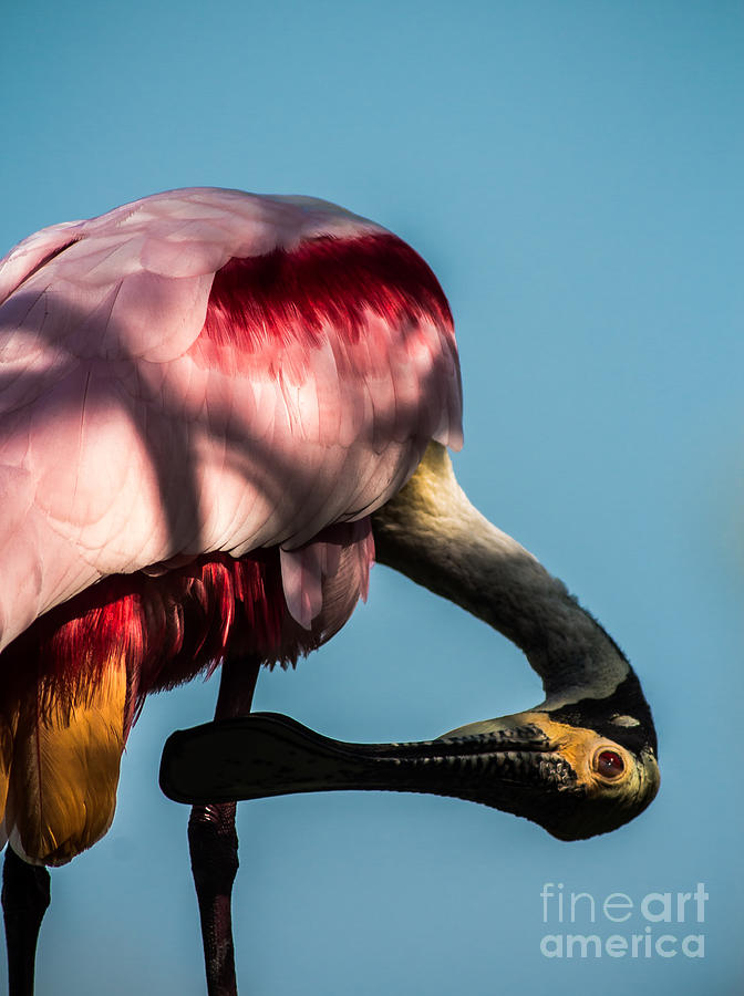 Roseate Spoonbill Colors Photograph by Robert Frederick