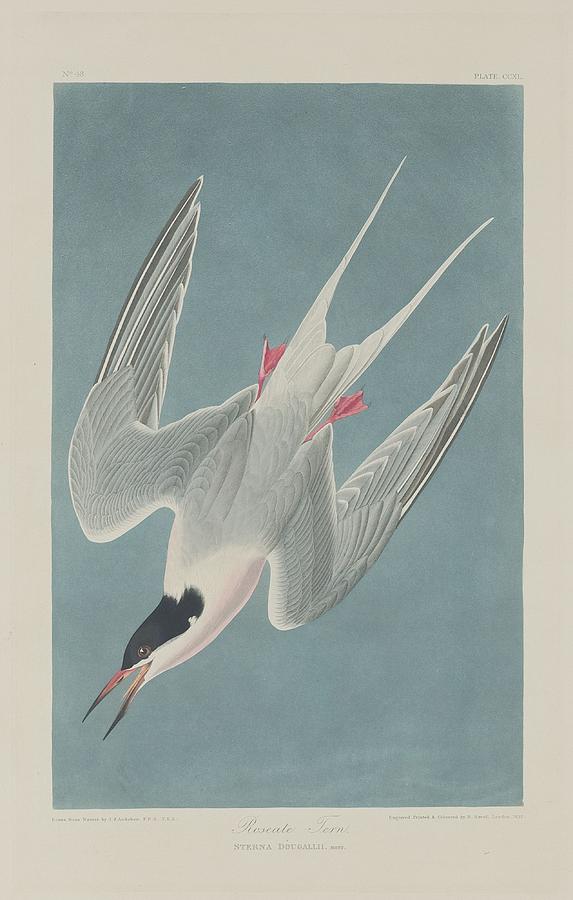 John James Audubon Drawing - Roseate Tern by Dreyer Wildlife Print Collections 
