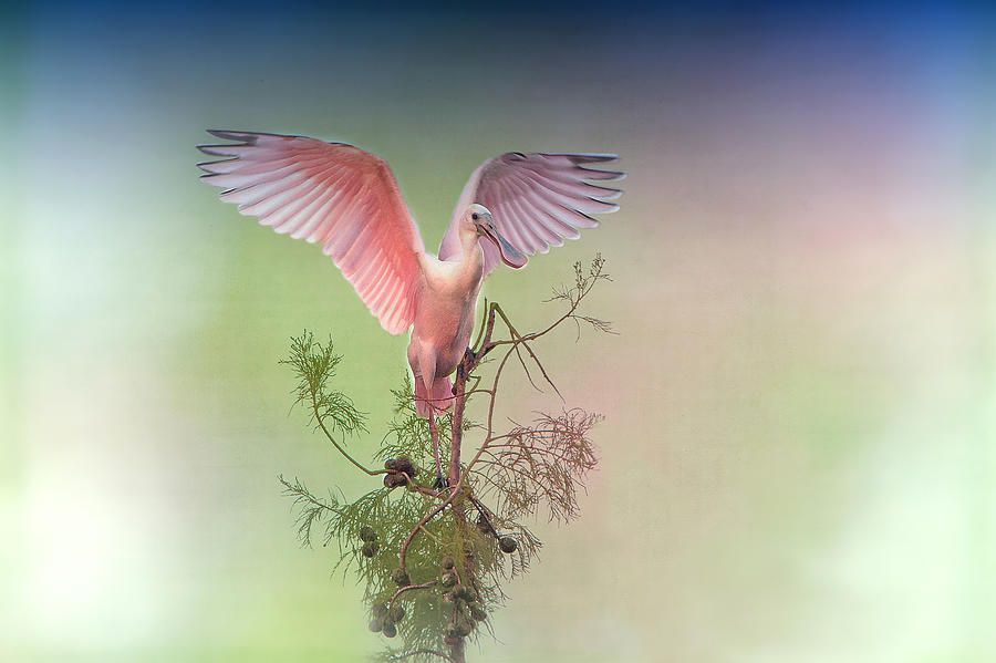 Spoonbill Photograph - Roseate with Wings Outspread by Bonnie Barry