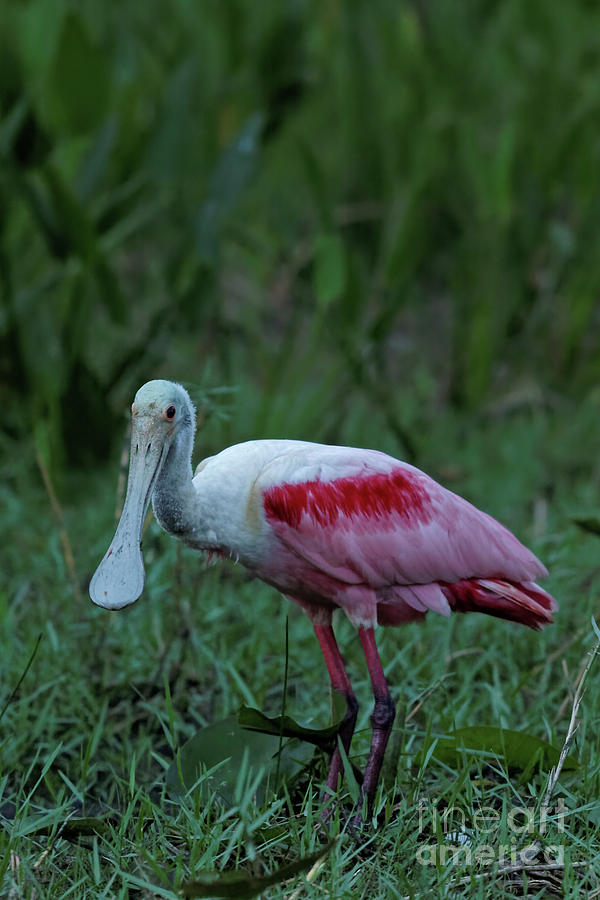 Roseated Spoonbill at Dusk Photograph by Natural Focal Point Photography