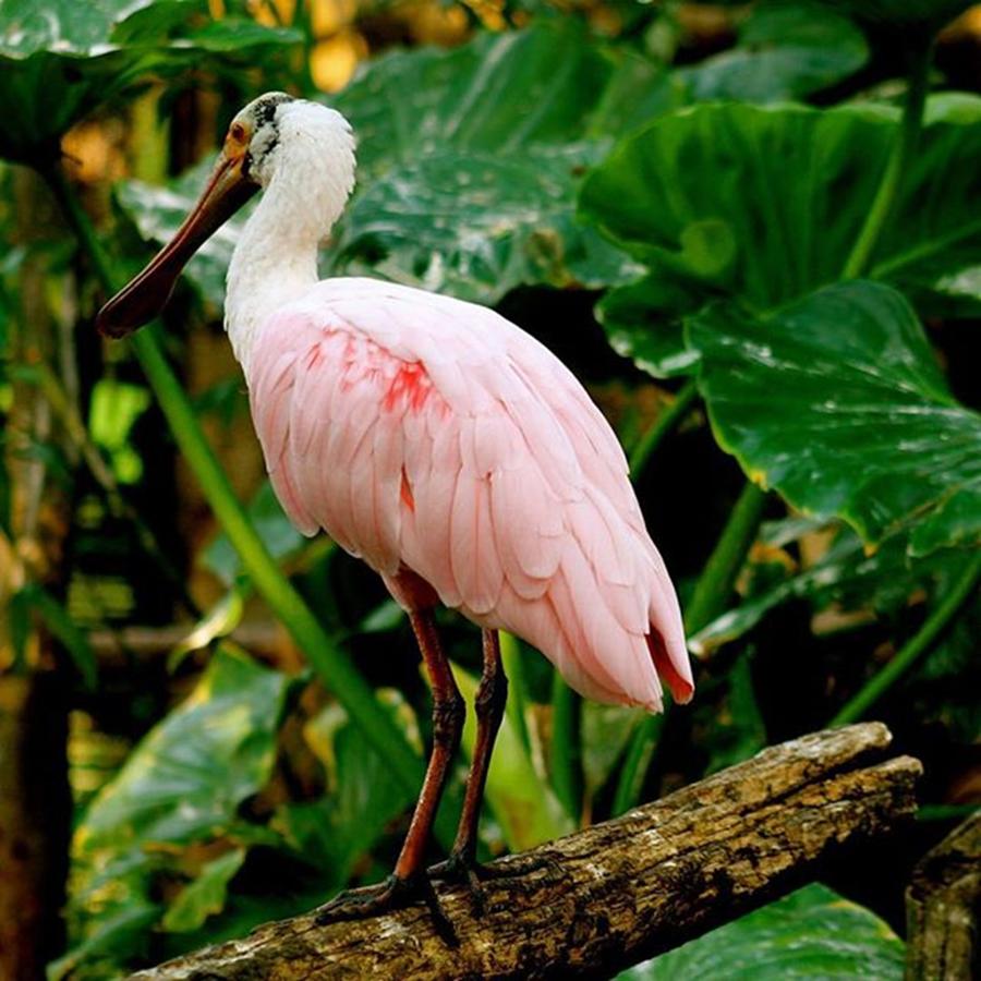 Spoonbill Photograph - Roseated Spoonbill by Justin Connor