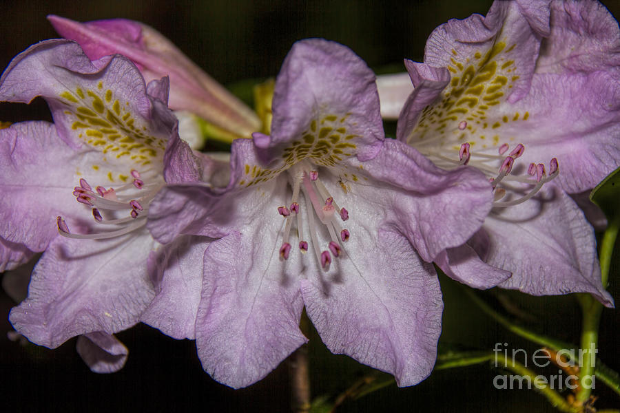 Rosebay Rhododendron Photograph by Barbara Bowen