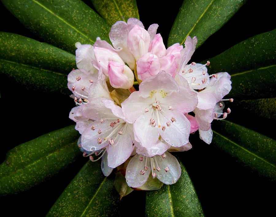 Rosebay Rhododendron Photograph by Joe Duket