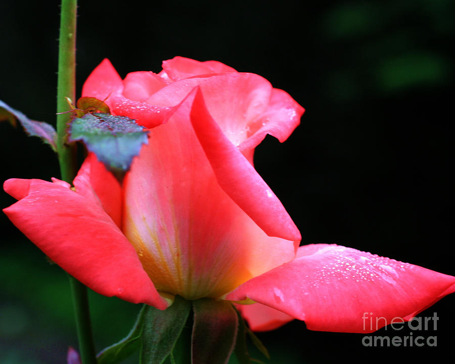 Rosebud And Dewdrops  Photograph by Smilin Eyes Treasures