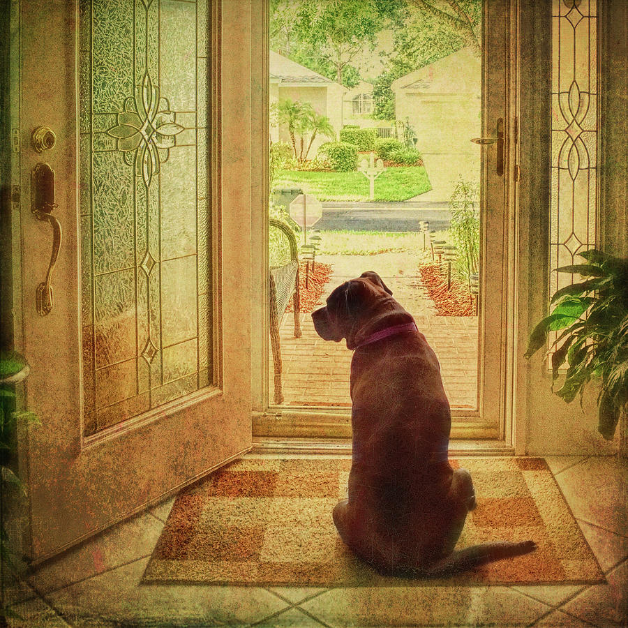 Dog Photograph - Rosebud At The Door by Lewis Mann
