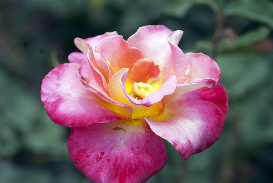 Rosebud Photograph by Don Wright