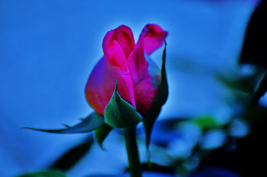 Rose Photograph - Rosebud by Helen Carson