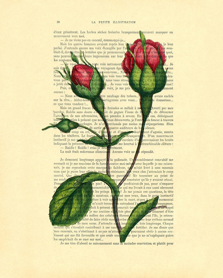 Nature Digital Art - Rosebud illustration on a vintage dictionary book page by Madame Memento