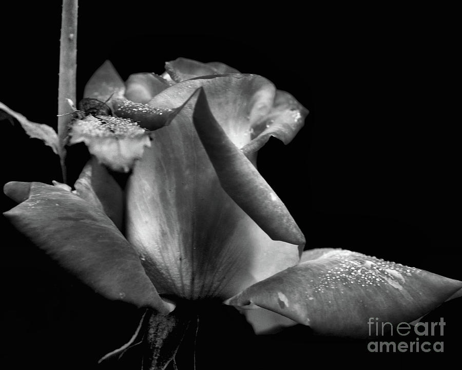 Rosebud In Black And White Photograph by Smilin Eyes Treasures