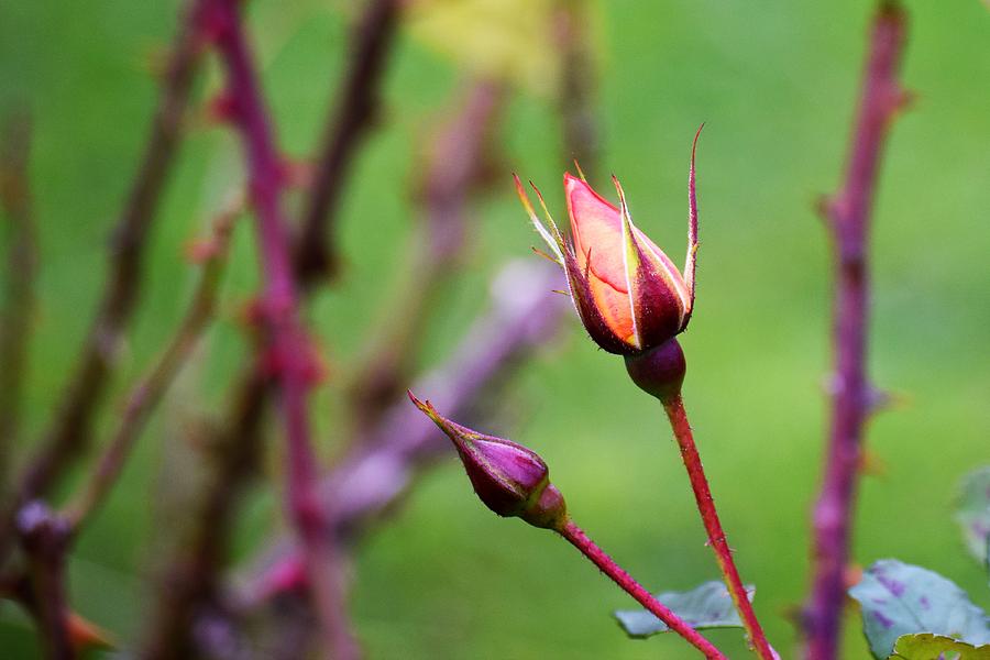 Nature Photograph - Rosebud in October by Beverly Kay