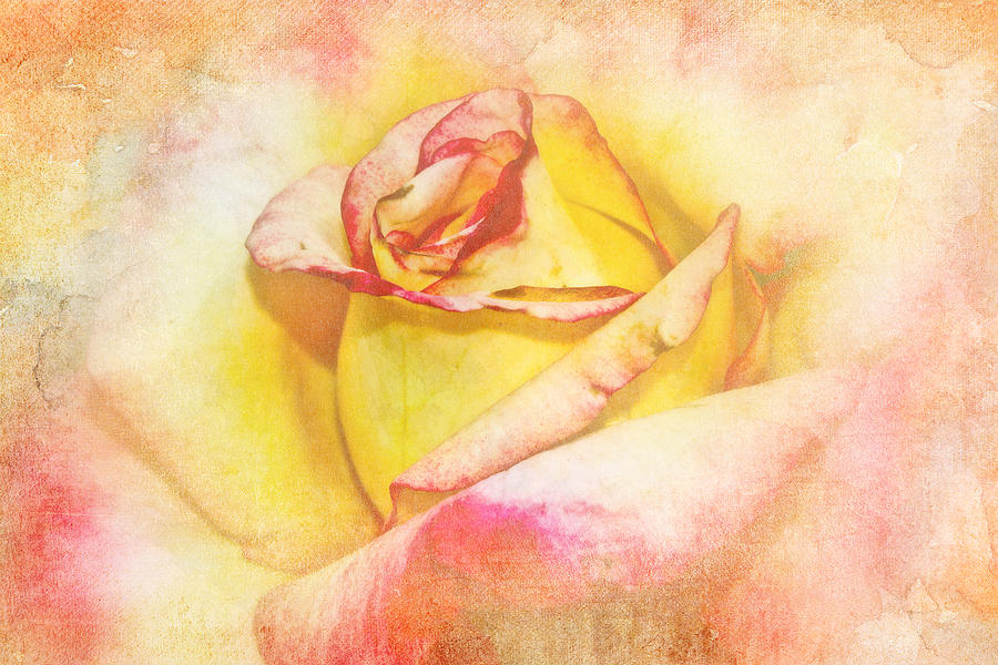 Rosebud in Pink and Yellow Photograph by Carol Senske