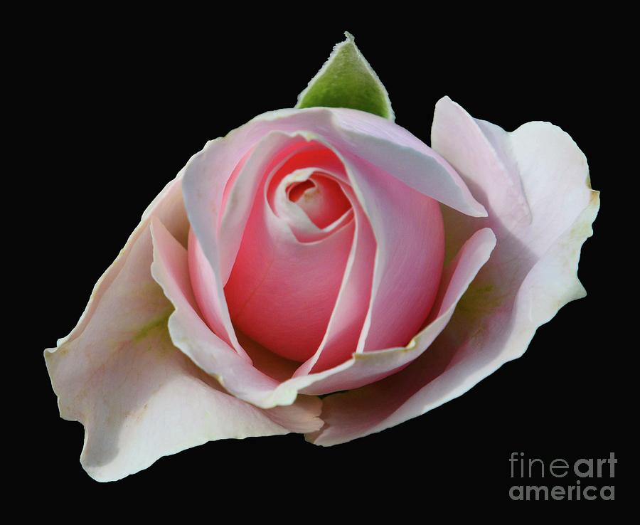 Flower Photograph - Rosebud in Pink by Cindy Manero