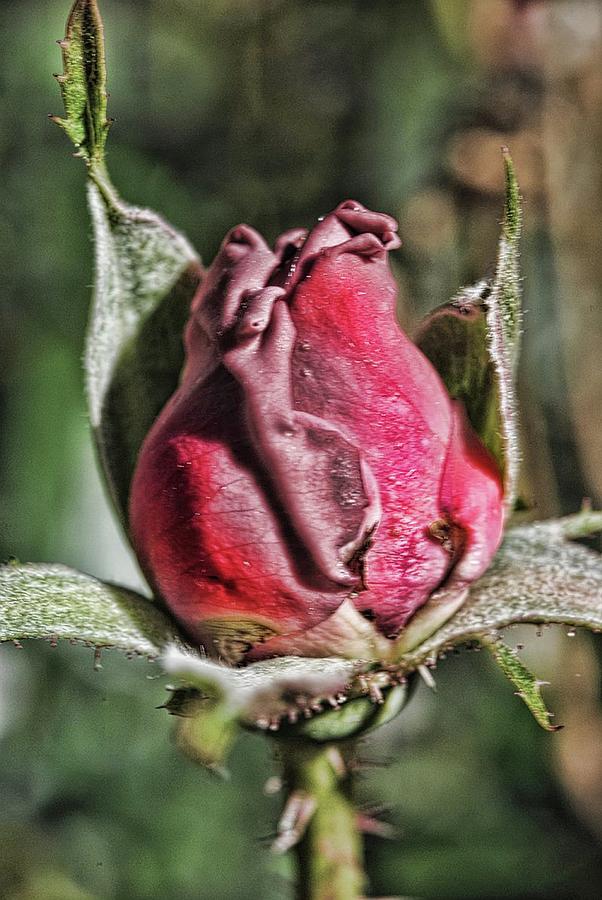 Rosebud In The Morning Photograph by Cindy Boyd