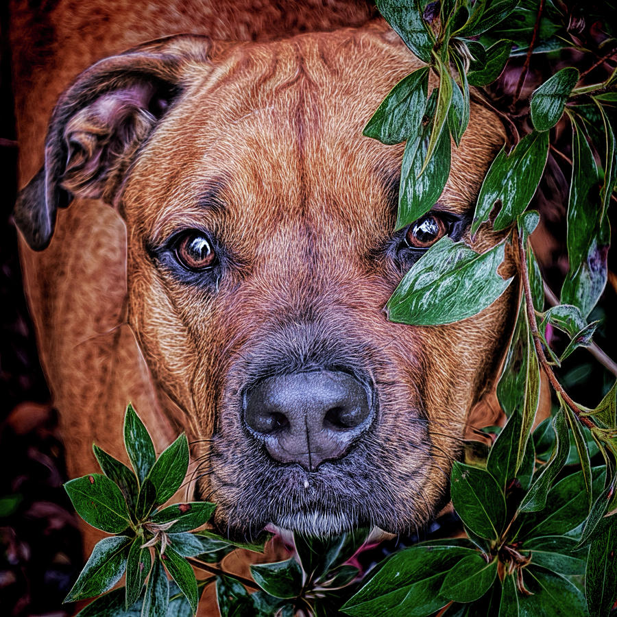Dog Photograph - Rosebud by Lewis Mann