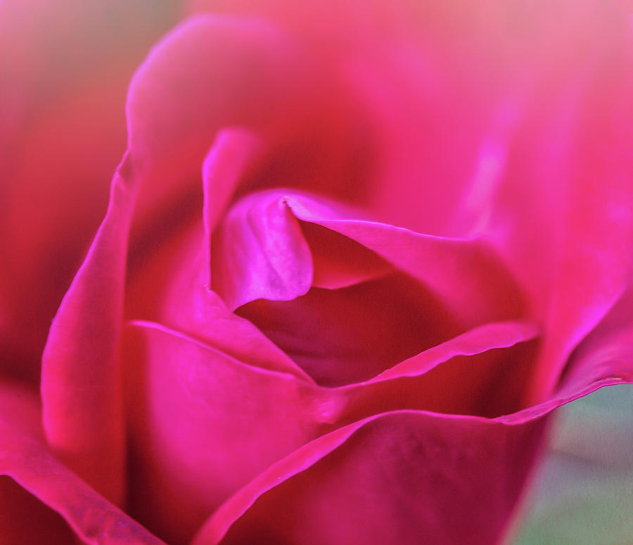 Rosebud Madness by Janice Bennett Rosebud Madness by Janice Bennett