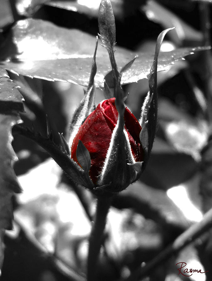 Rosebud Red Photograph