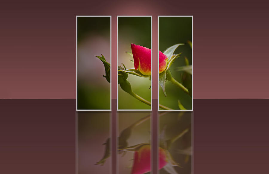 Rosebud Reflection Poster Photograph by Michael Whitaker