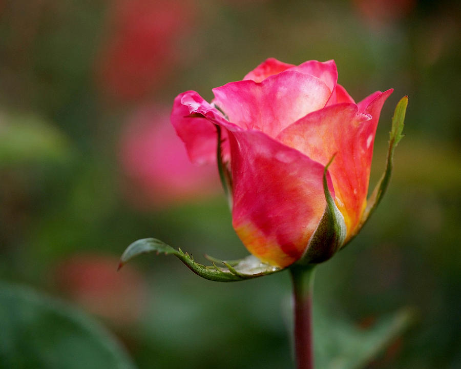 Nature Photograph - Rosebud by Rona Black