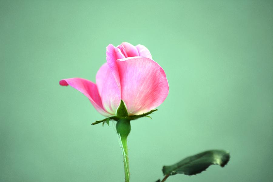 Flower Photograph - Rosebud Still Life by Karen Majkrzak