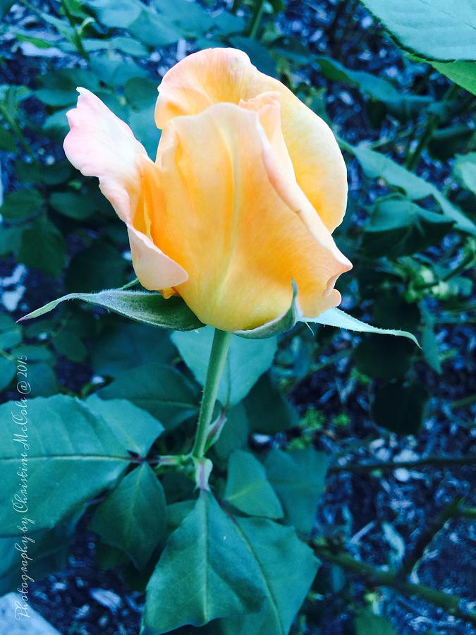 Floral Yellow Peach Rose 1 Photograph by Christine McCole