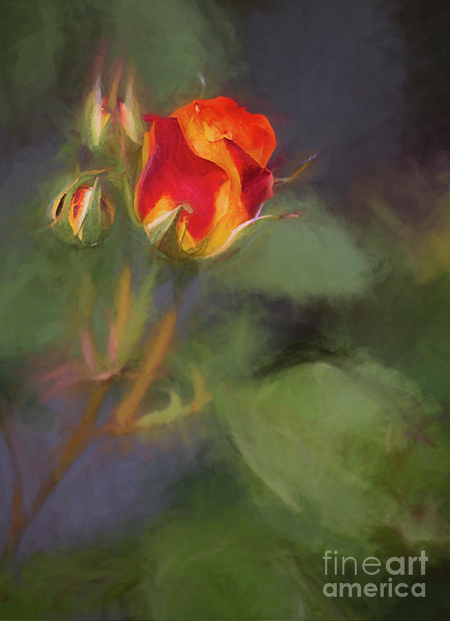 Rosebuds by Billie-Jo Miller Rosebuds by Billie-Jo Miller