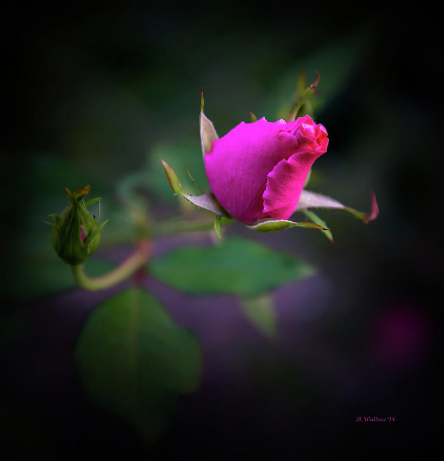 Nature Photograph - Rosebuds by Brian Wallace
