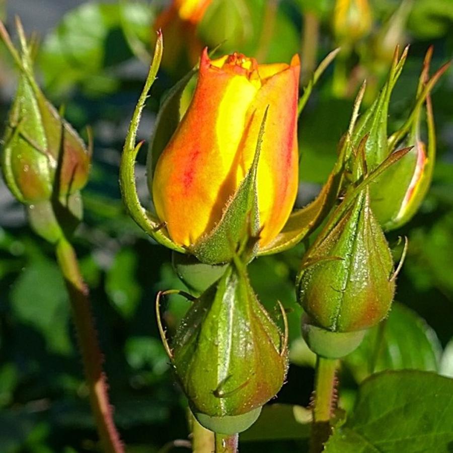 Rose Photograph - #rosebuds Detail. Love The Mix Of by Shari Warren
