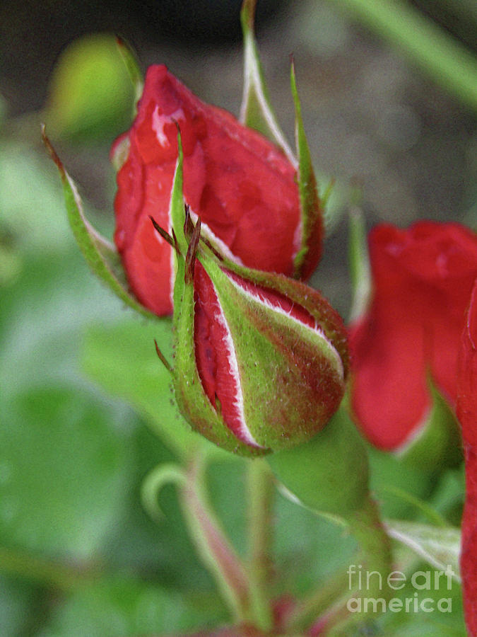 Rosebuds  Photograph by Kim Tran