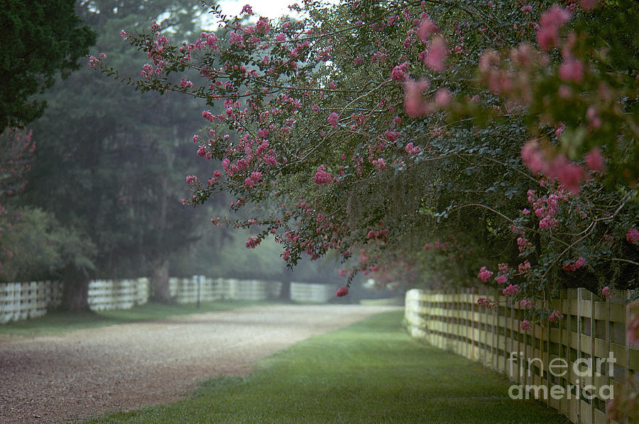 Rosedown Plantation Photograph by Granger