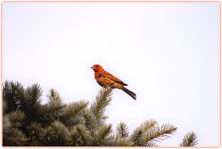 Rosefinch perched on Pine tree Photograph by Sonali Gangane